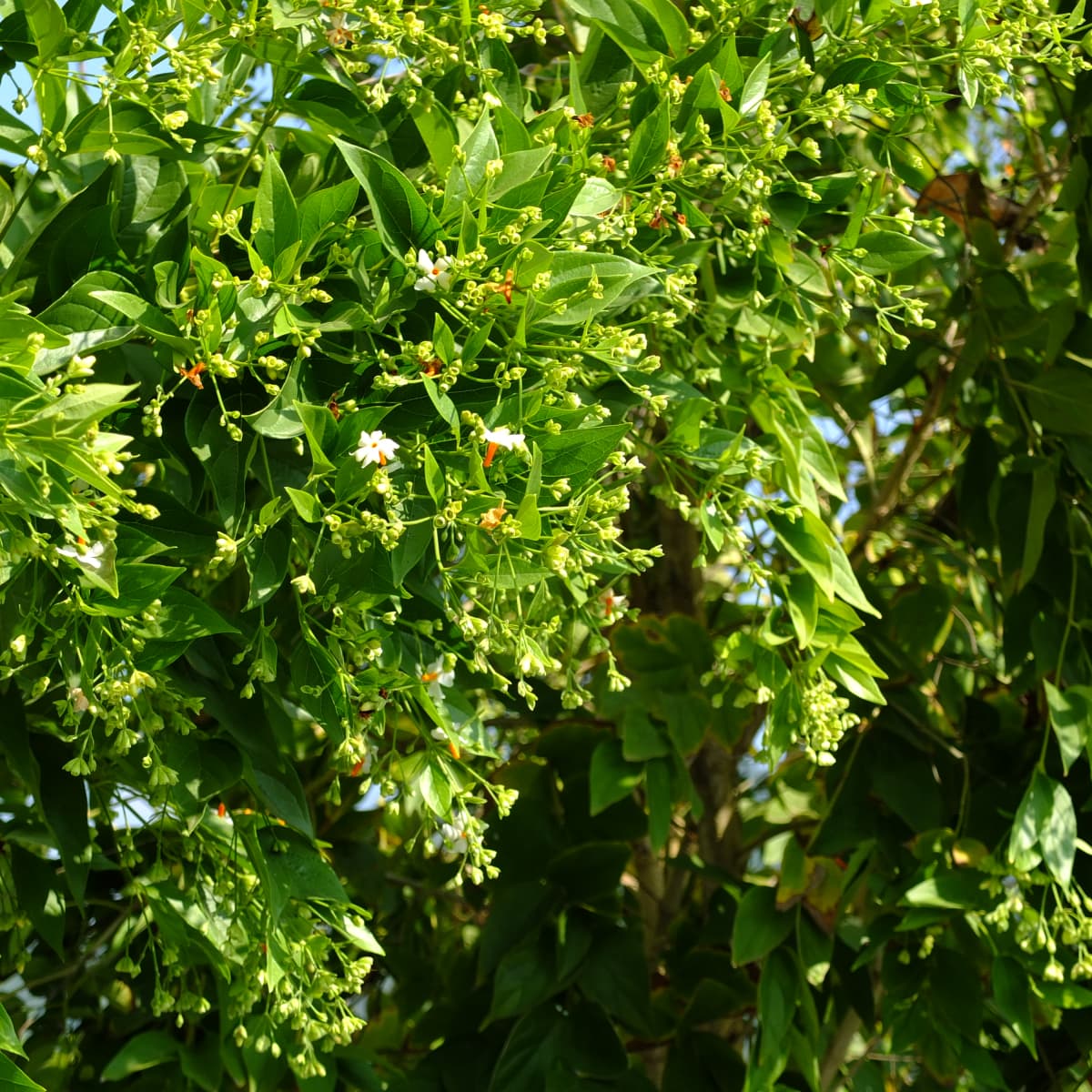 night jasmine (harsingar, parijat) and its health benefits and