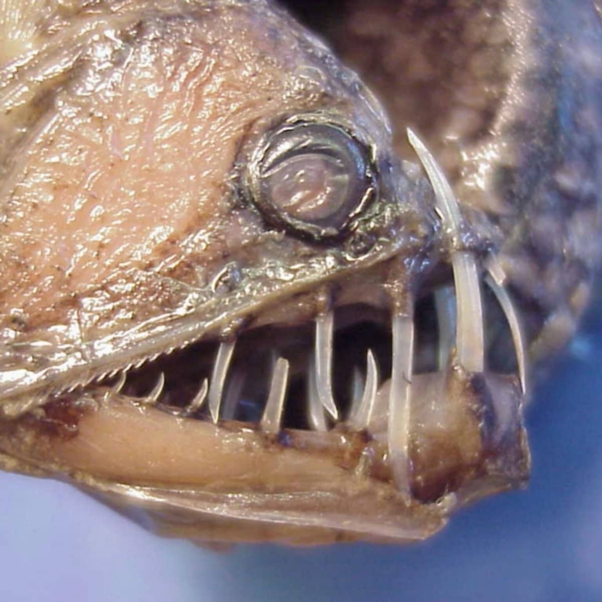 Top Ten Creepiest Fish In The World Hubpages