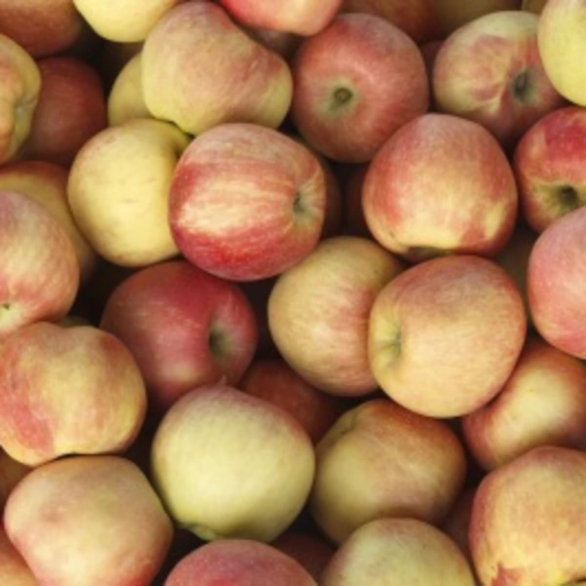 Macintosh Apples - EcoApple Certified