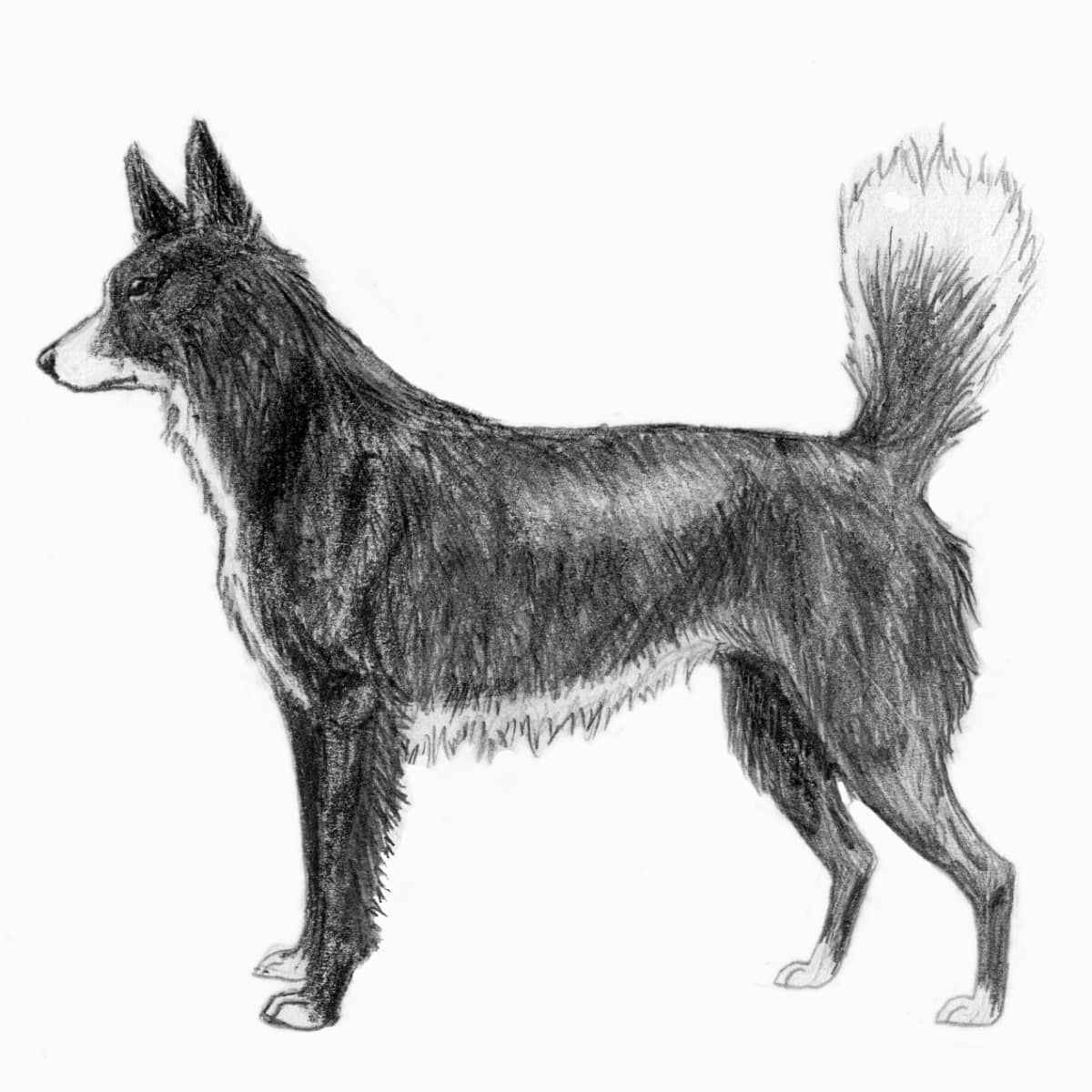 are there any extinct dogs