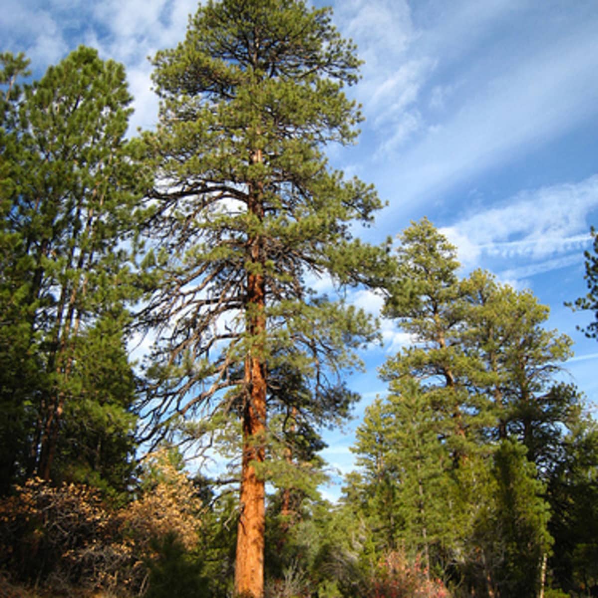 Pine Trees or Evergreens?  Nebraska Extension in Lancaster County