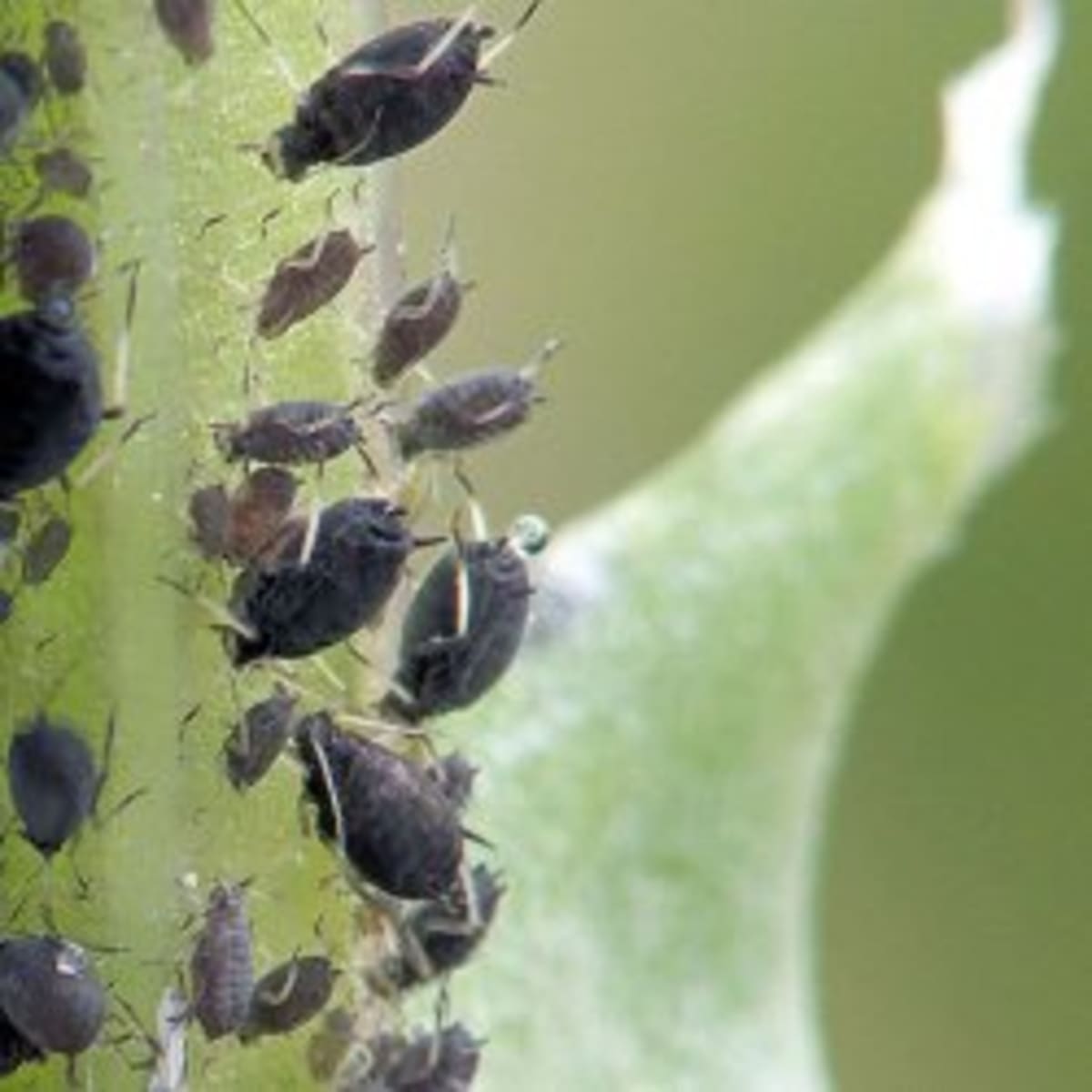 Issues in Aphid Biology: Honeydew