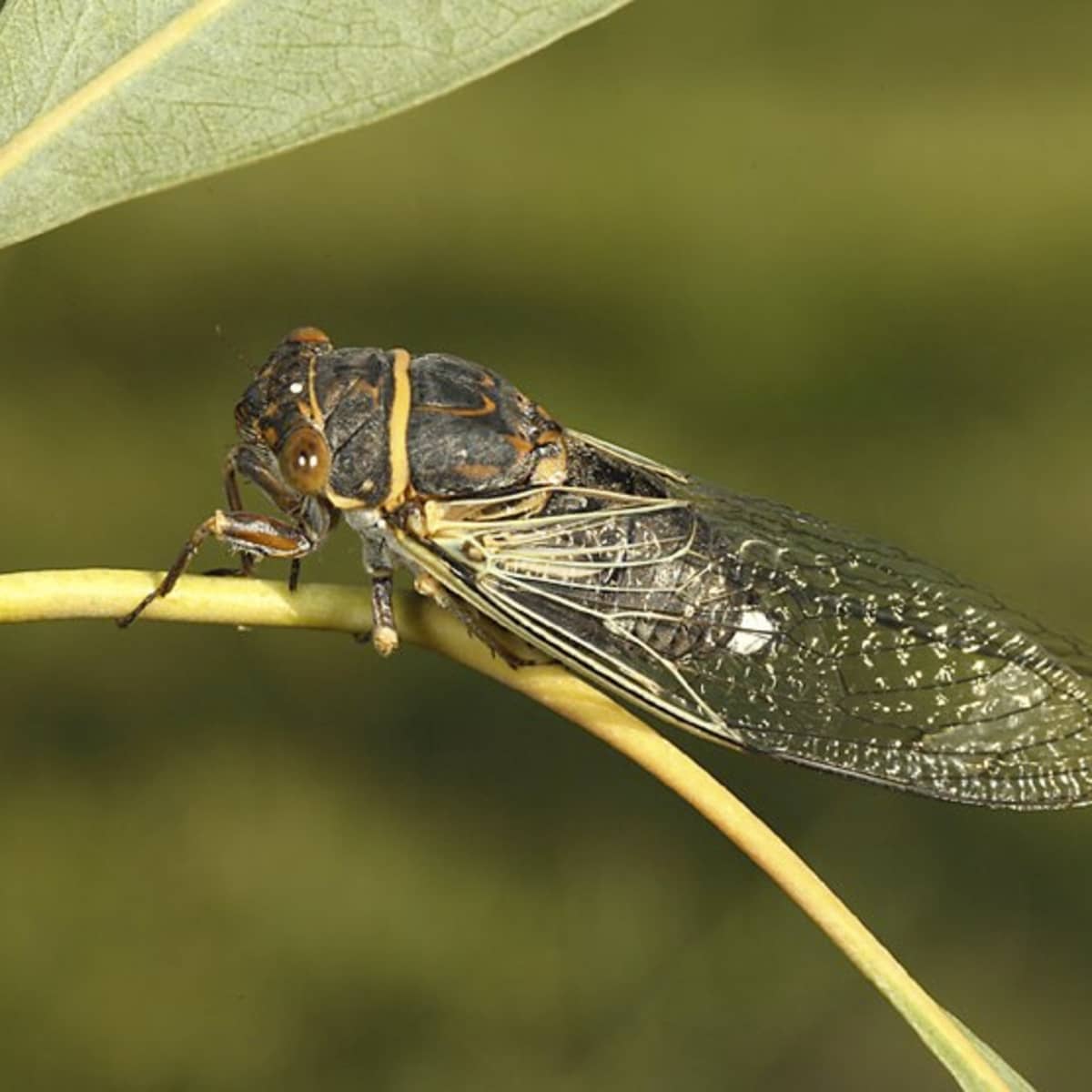 Cicadas Are Out In Las Vegas ~ Here They Are Called Apache Cicadas -  HubPages