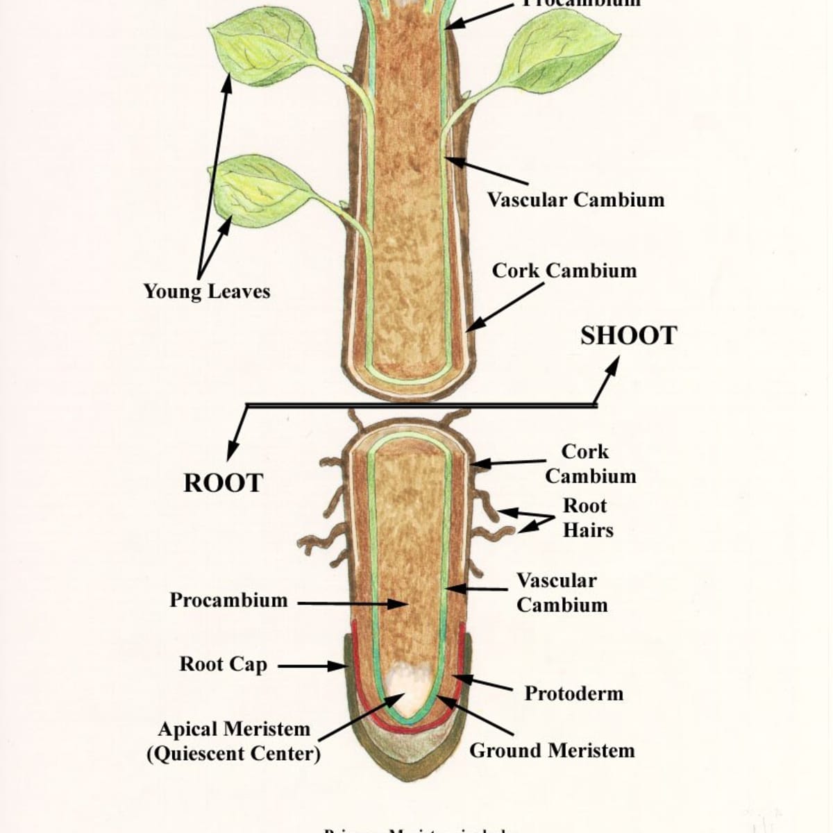 cork root functions