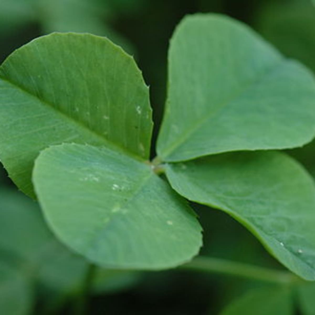 offer real 4 leaf clovers lucky Details about   Be original show original title 