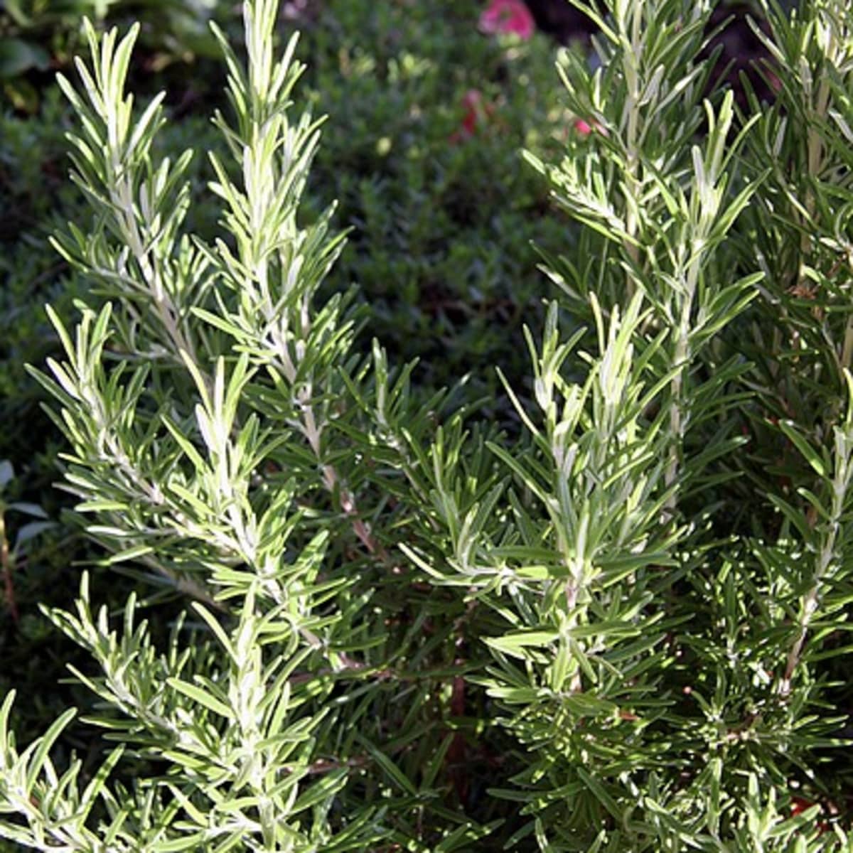 Rosemary in the Life of Jesus, Mary and Joseph