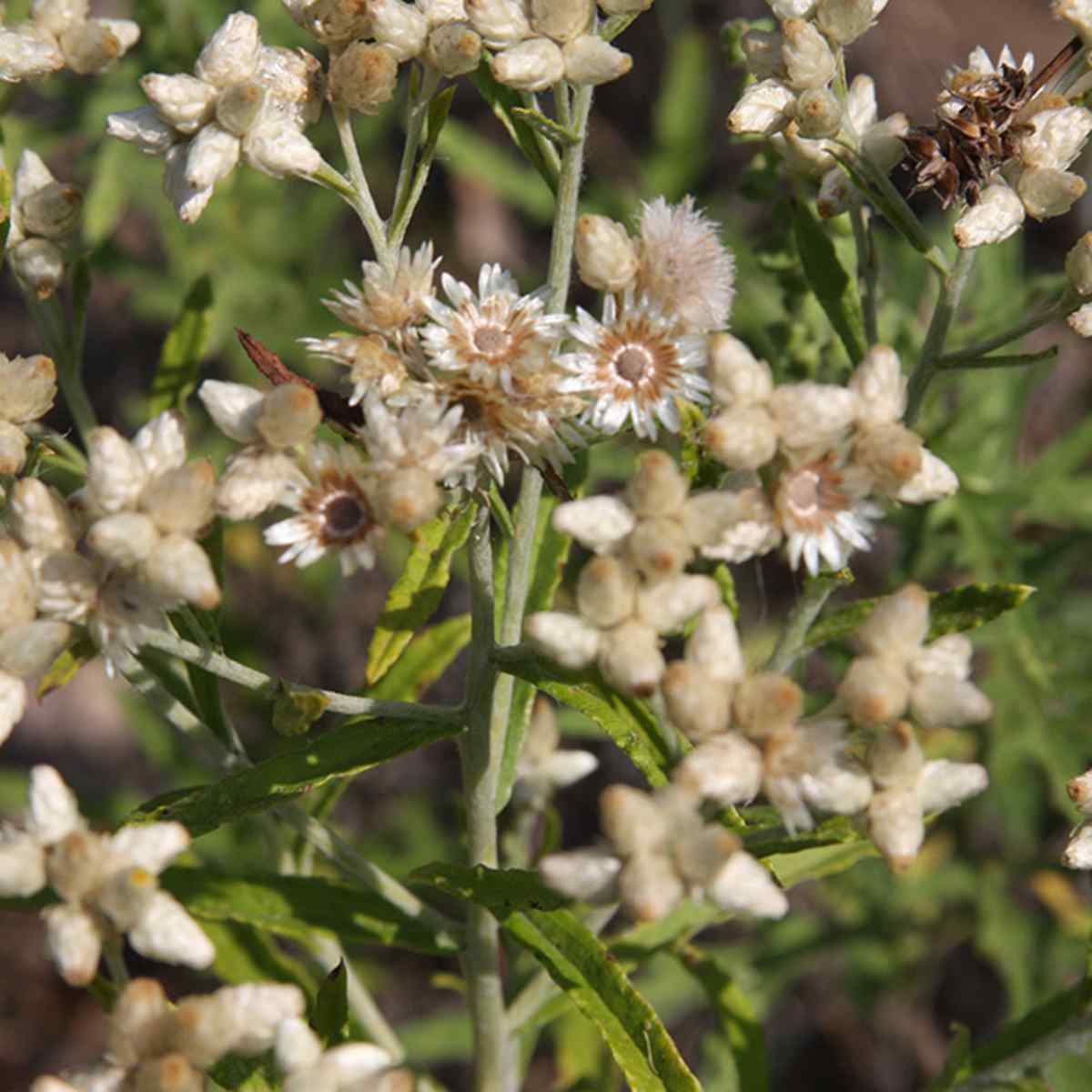 Rabbit Tobacco: a Very Unhealthy Habit