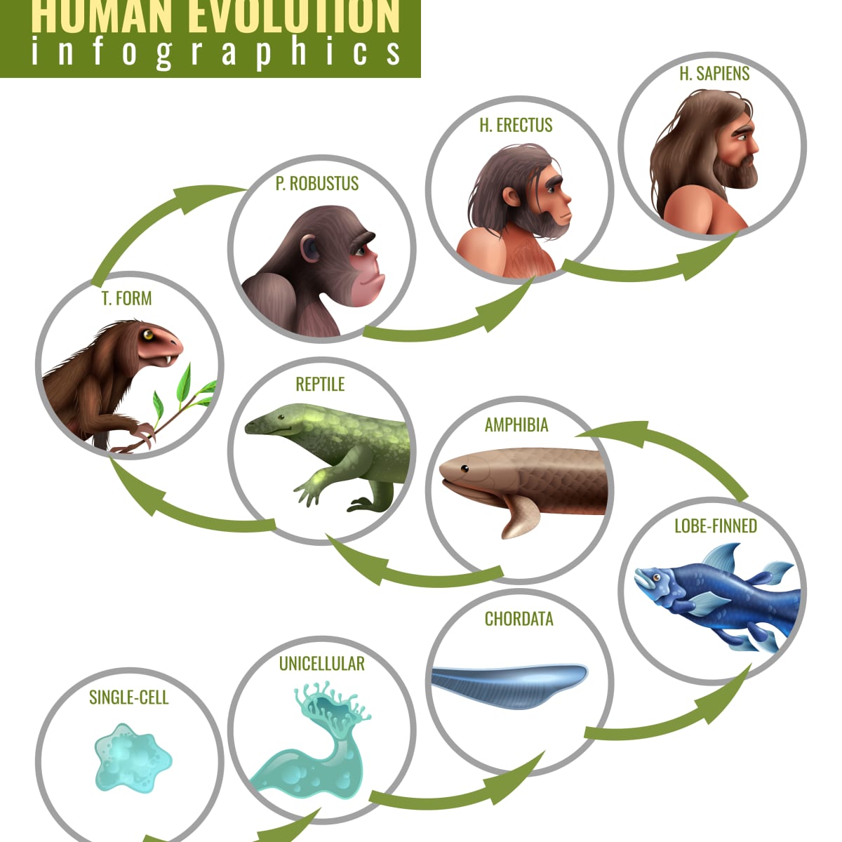 Humans Evolved from Four-Legged Creatures Similar to Squirrels