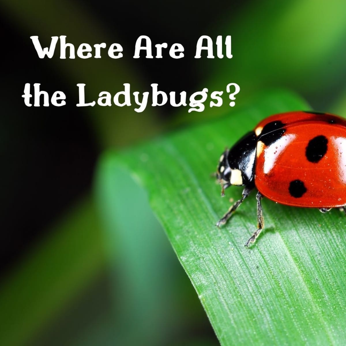 Native ladybugs lose ground to foreign species