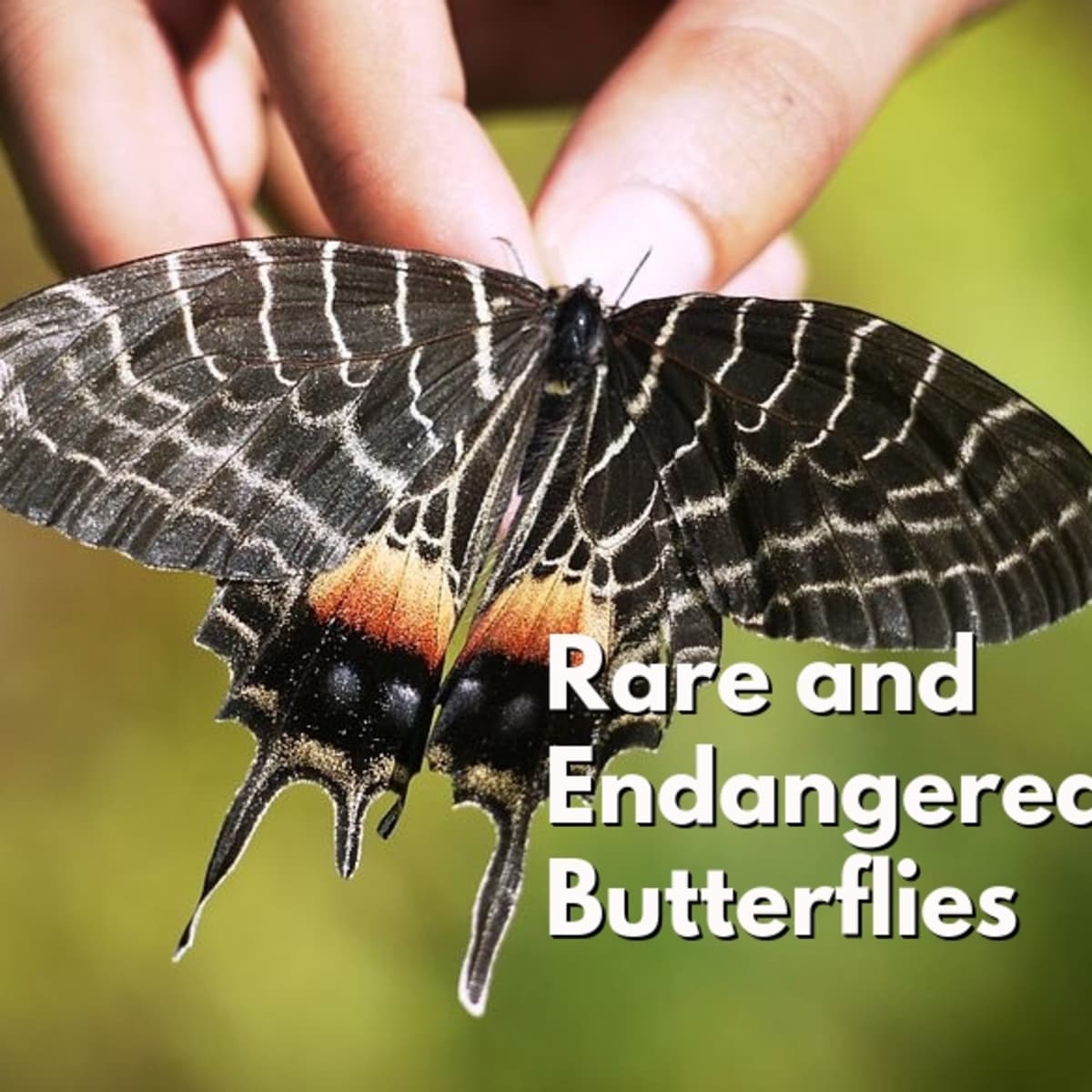 Top 10 Rare or Endangered Butterflies - Owlcation