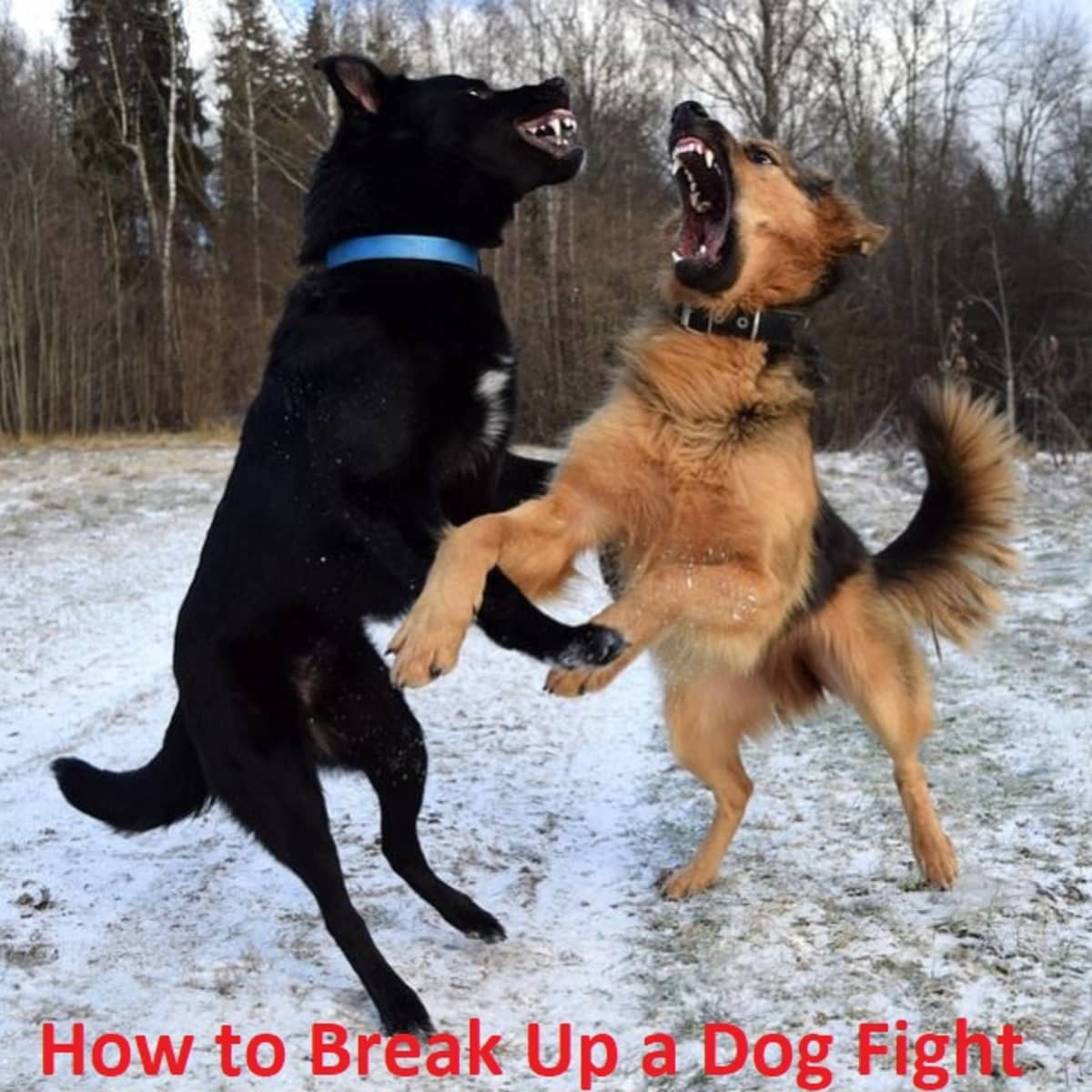 how to break up a dog fight safely