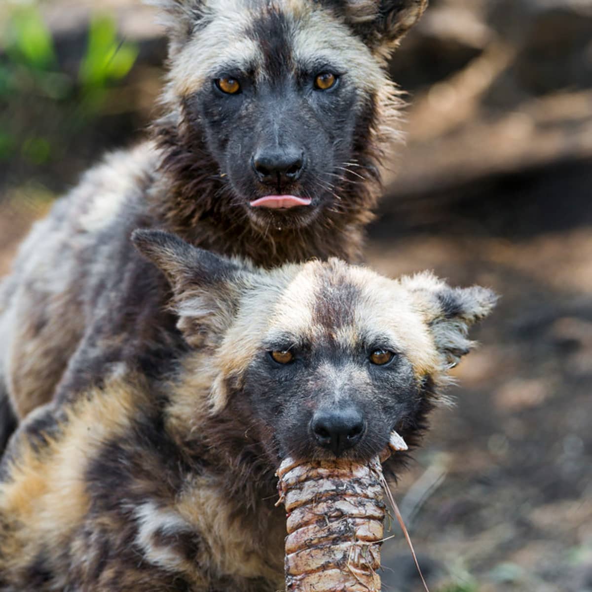 can an african wild dog be tamed