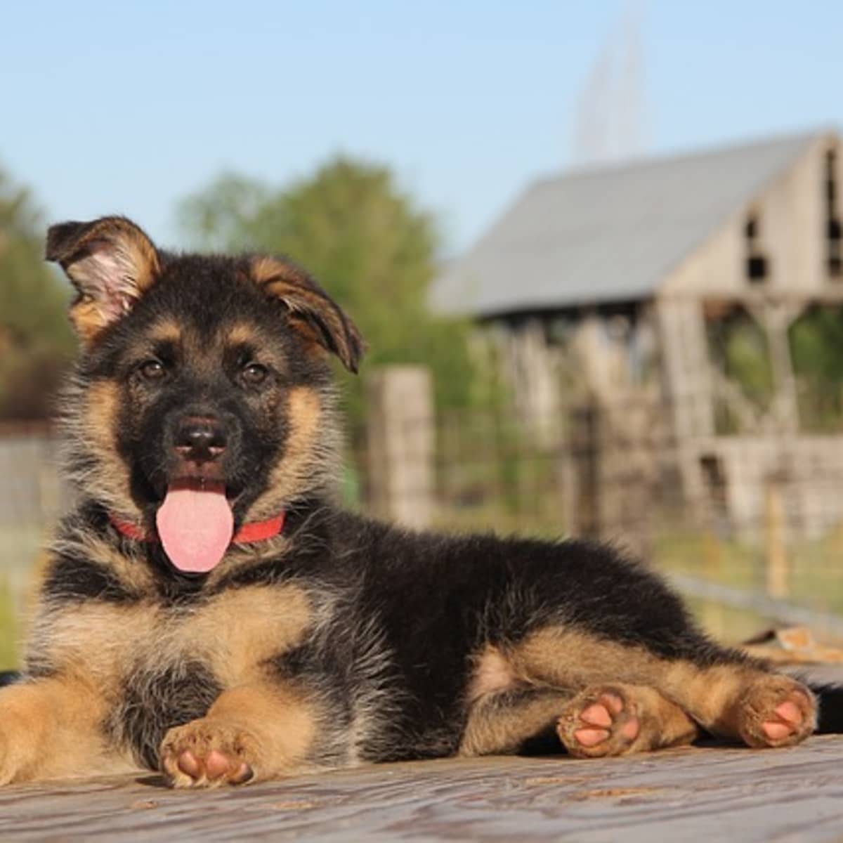 16 Ways to Stop a German Shepherd Puppy From Biting (Videos of Bite  Inhibition Games) - PetHelpful