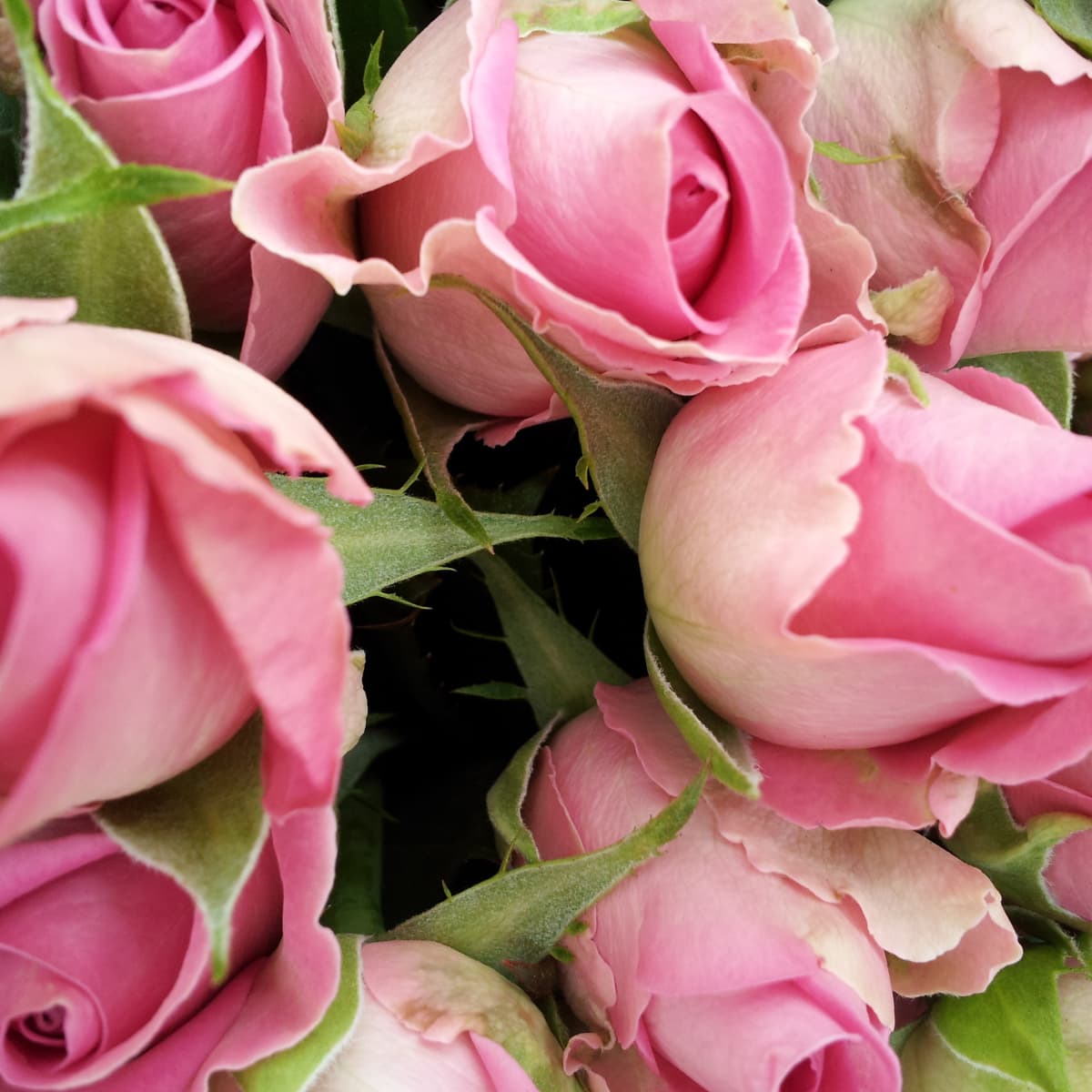 The Meaning of Pink Roses: Shades and Combinations - Holidappy
