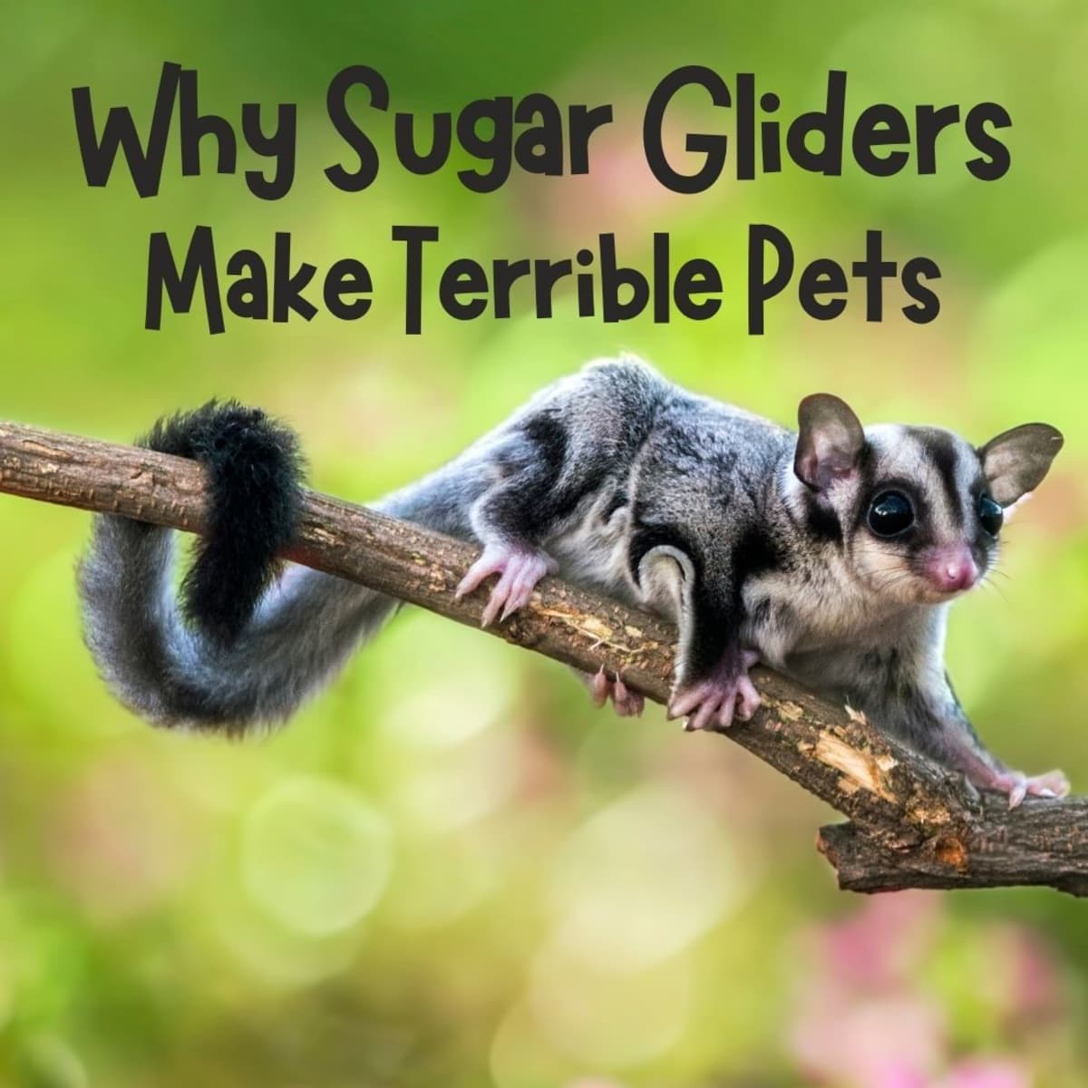 10 Reasons Why Sugar Gliders Should Not Be Kept as Pets - PetHelpful