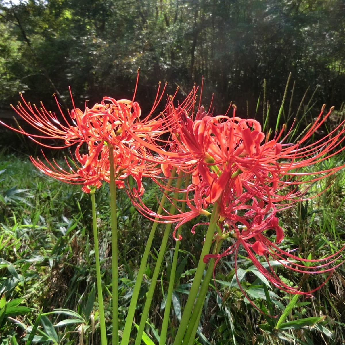 how to grow red spider lily - dengarden