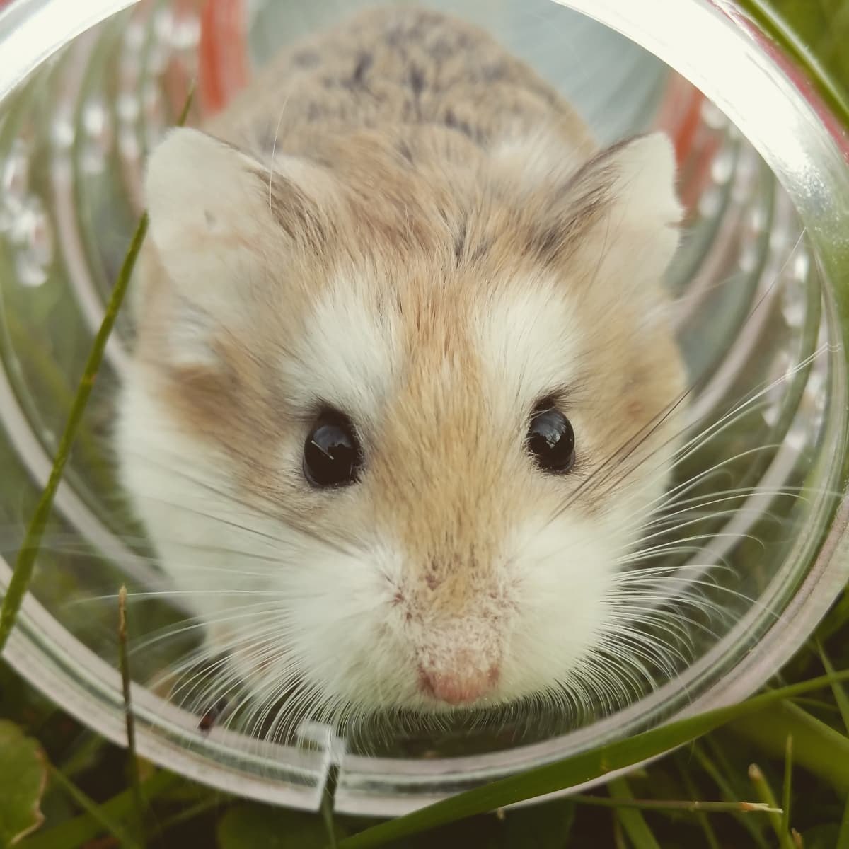 7. Making Sense of your Hamster’s Yawning and Grooming