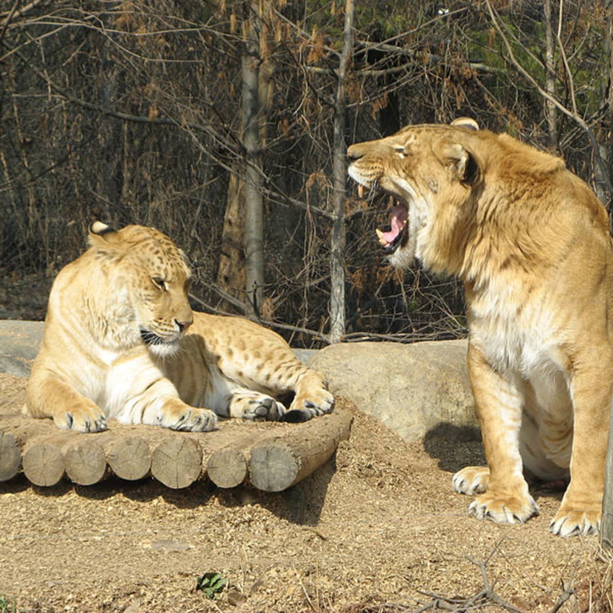 The Liger - The Largest of the 