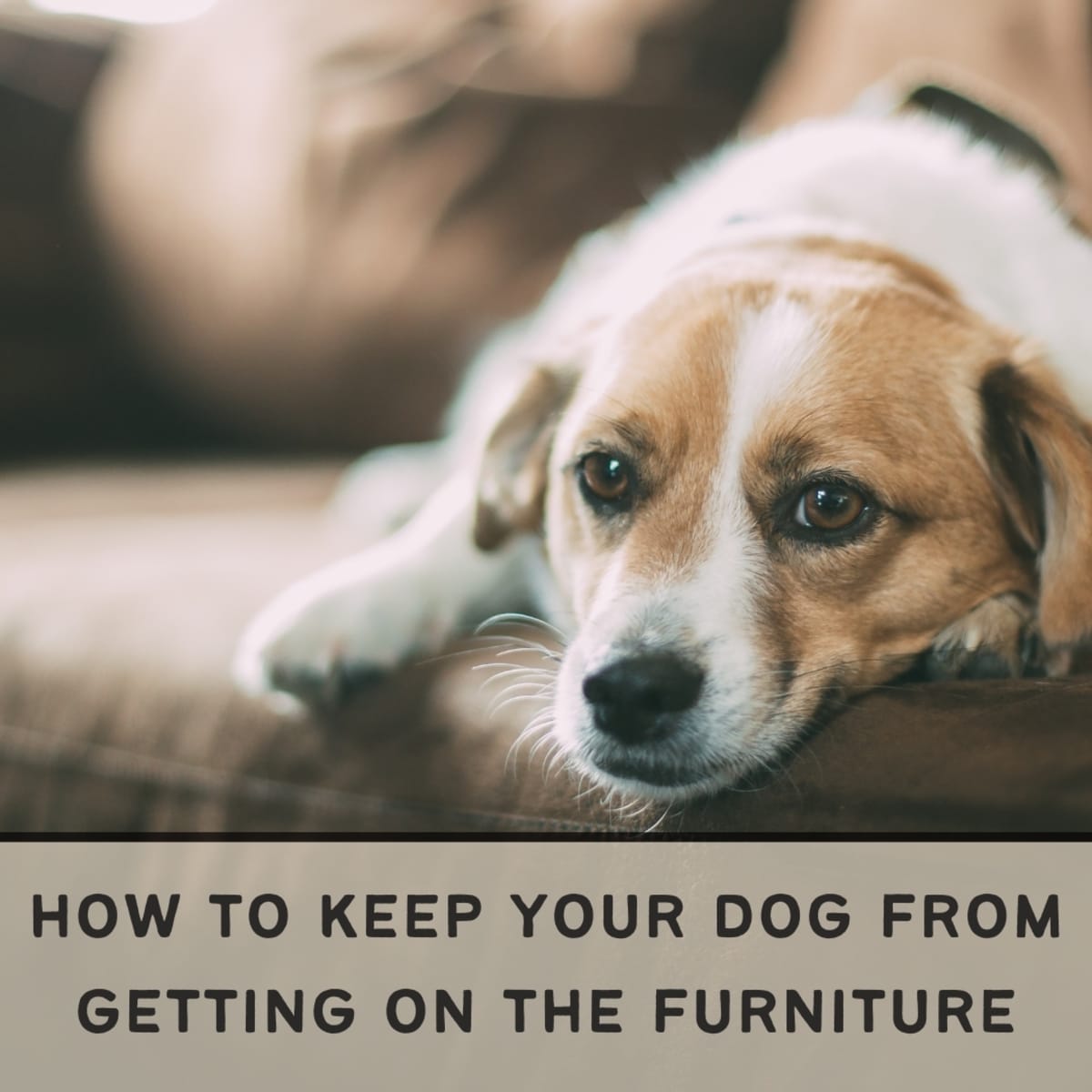 How Do You Keep A Dog Off Furniture