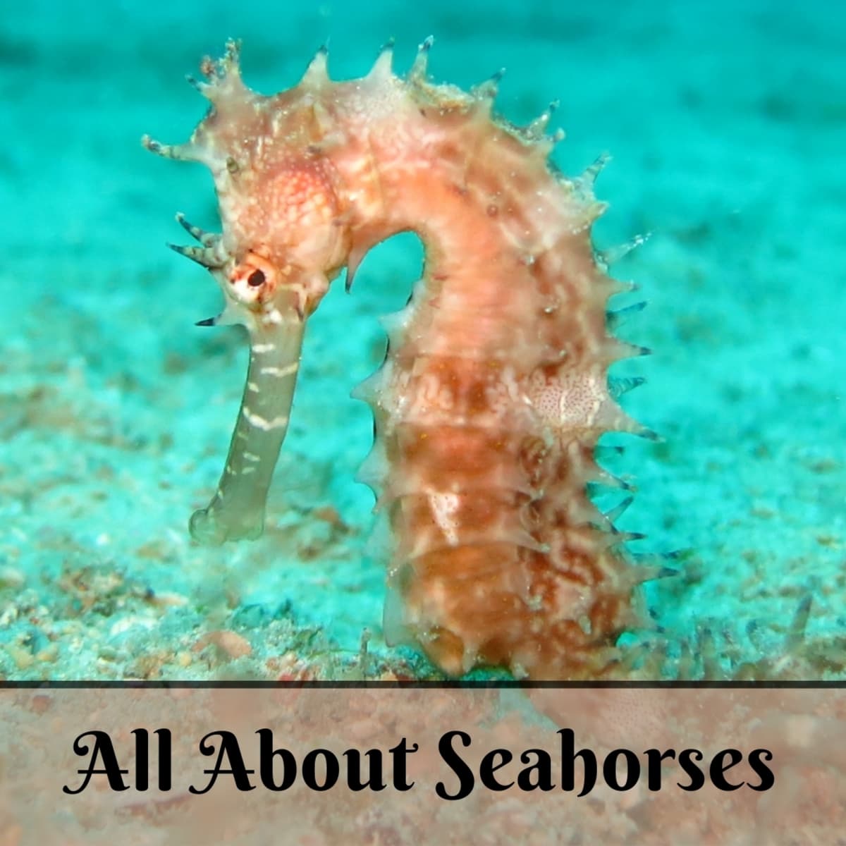 Facts About Seahorses and How to Care for Them - PetHelpful