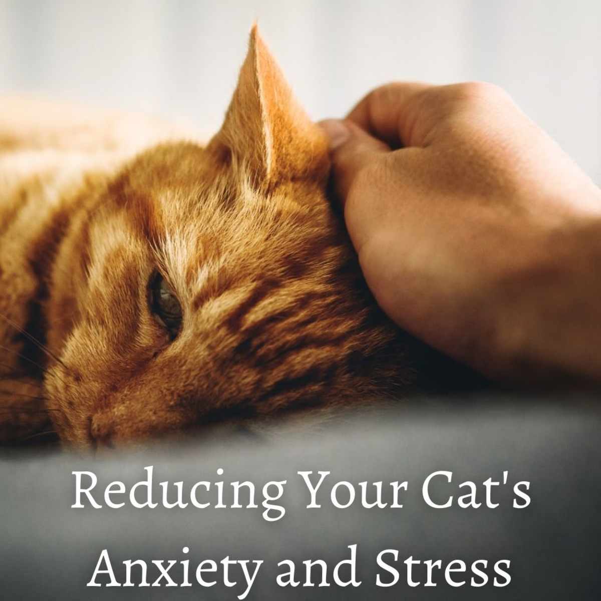 calming a stressed cat