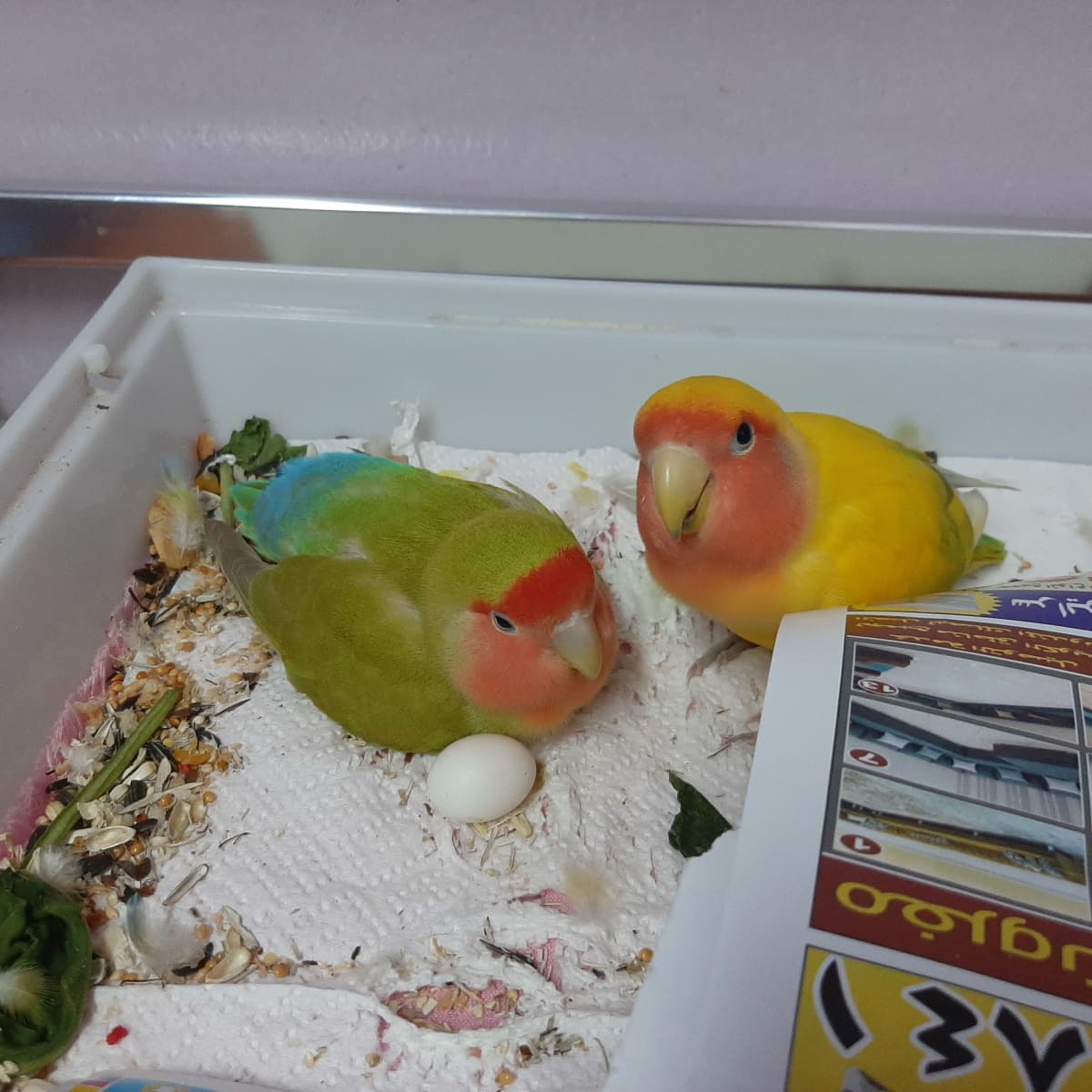 Lovebirds Egg-Laying Process A Personal Experience picture