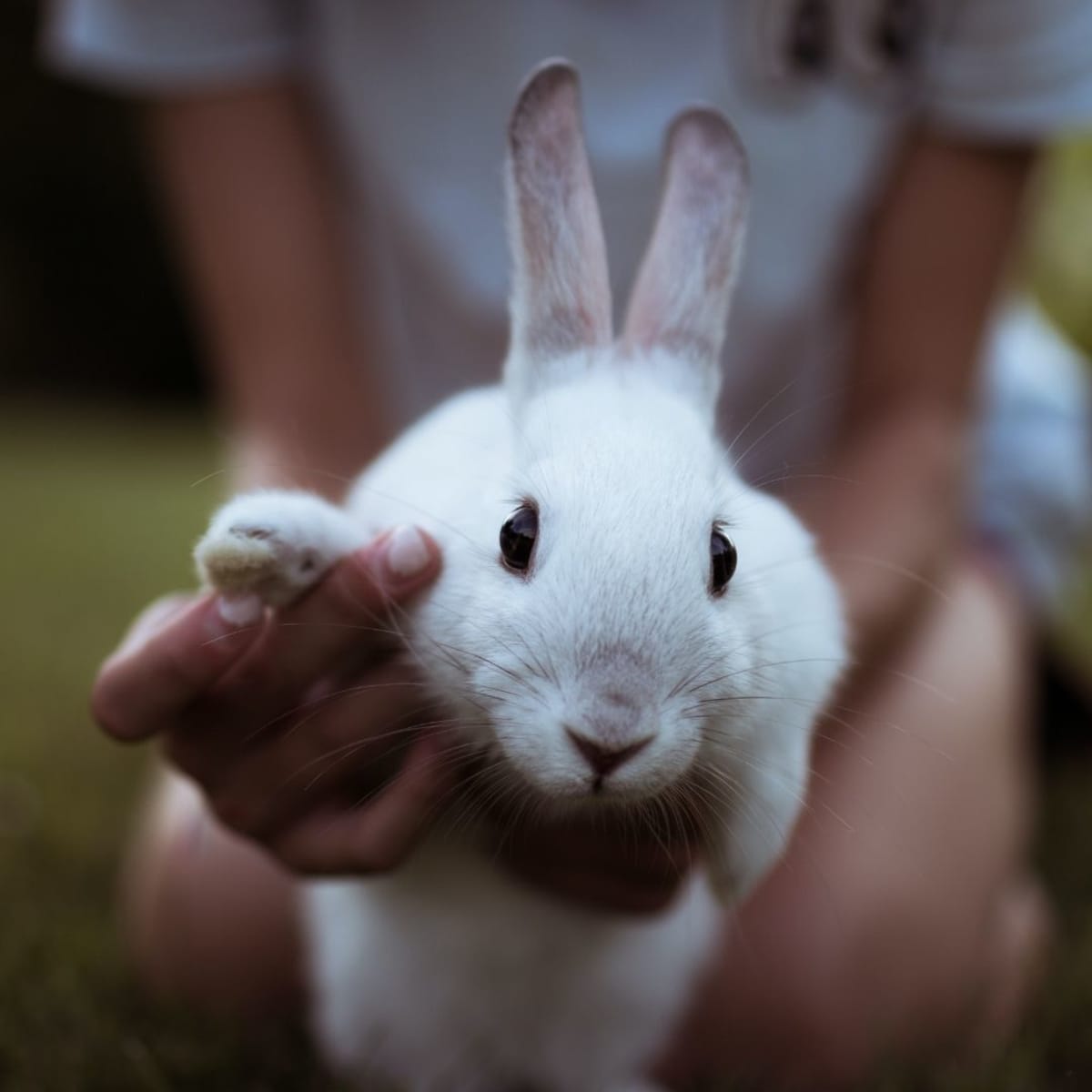 The 10 Best Pet Rabbit Breeds for Children - PetHelpful
