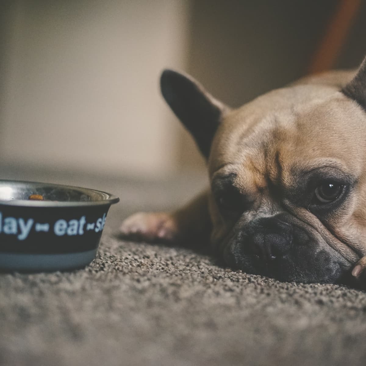 can a dog eat broccoli and cauliflower