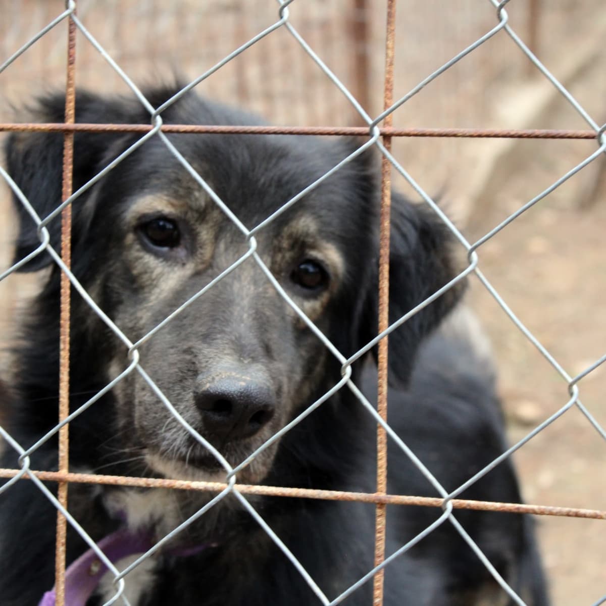 Do You Rename Adopted Dogs do-you-rename-adopted-dogs