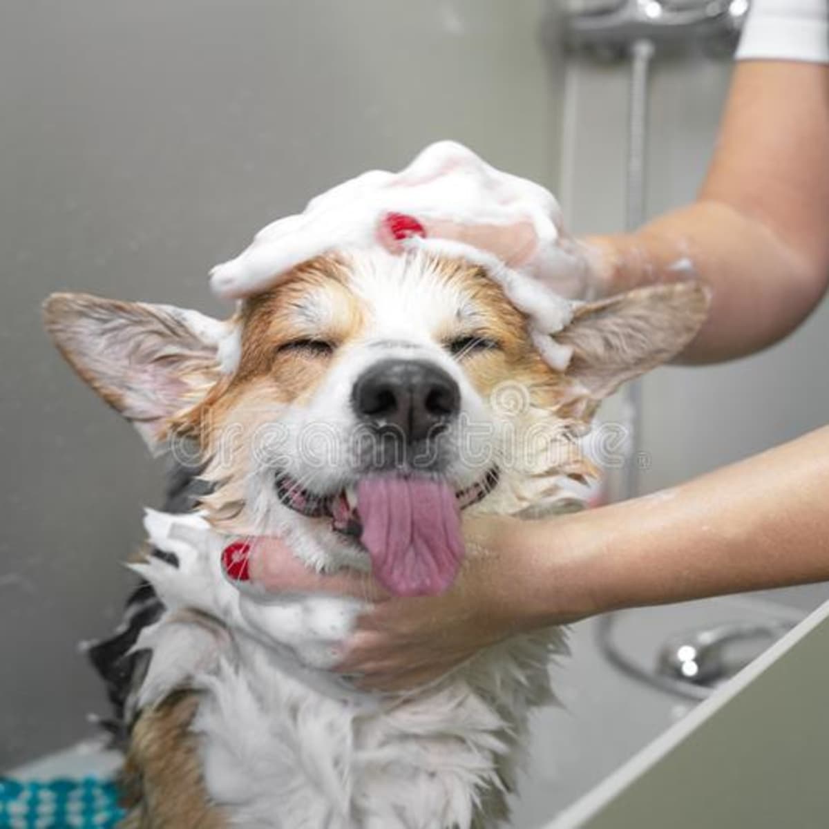 can you bathe your own dog at petsmart