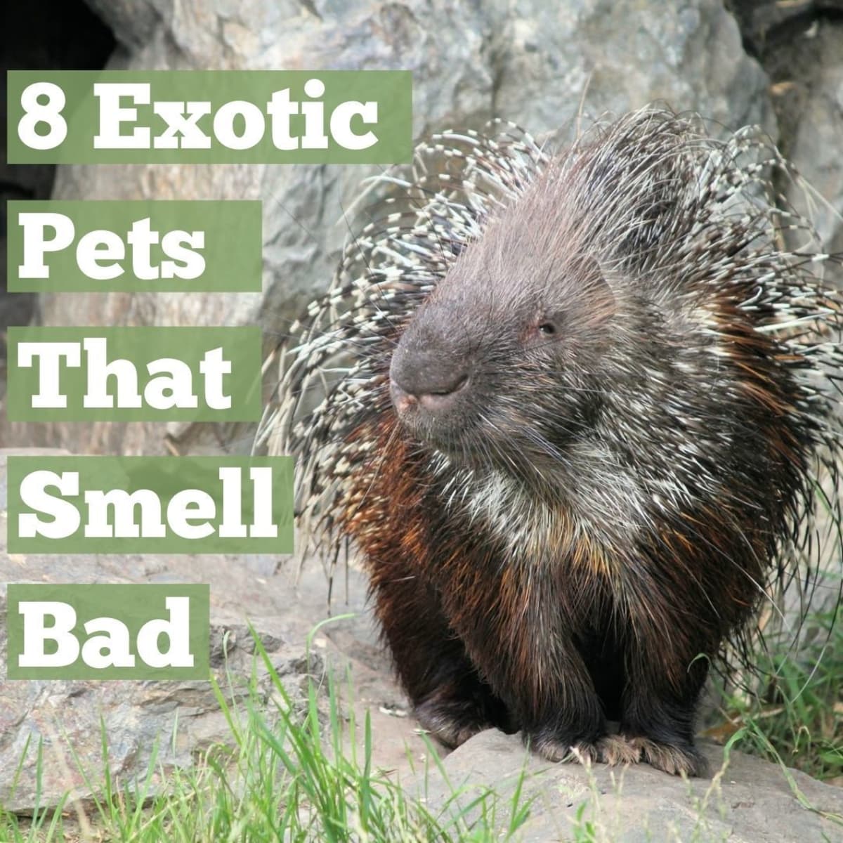 8 Exotic Pets That Smell Bad - PetHelpful