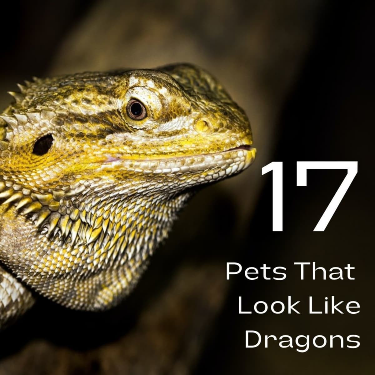 17 Pets You Can Legally Own That Look Like Dragons - PetHelpful