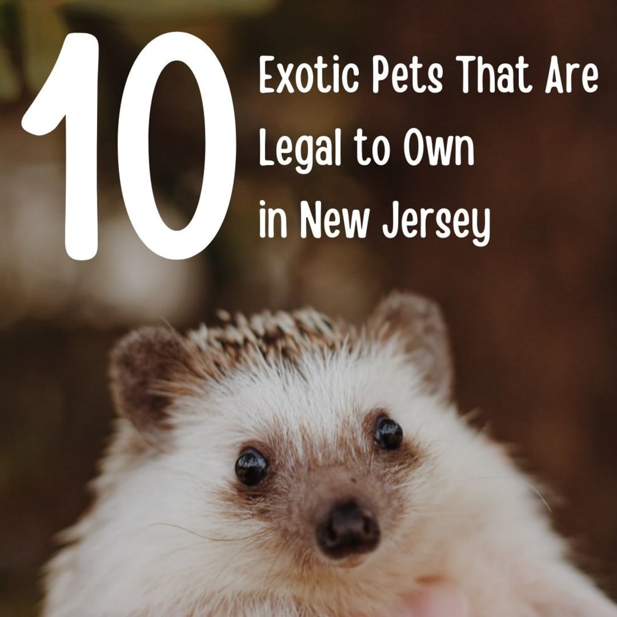 10 Exotic Pets That Are Legal To Own In New Jersey Pethelpful