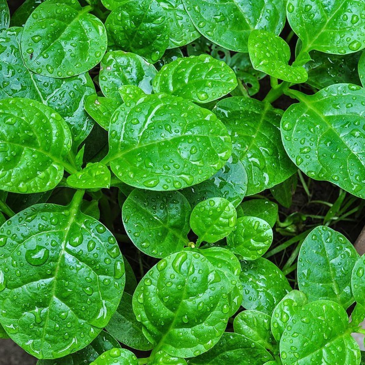 how to grow malabar spinach, an edible tropical vine - dengarden