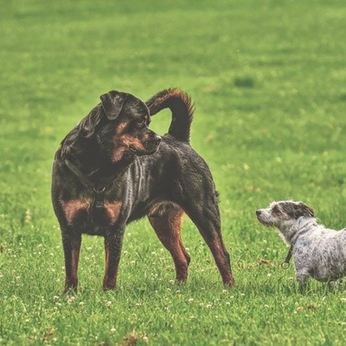 can rottweilers get along with other dogs?
