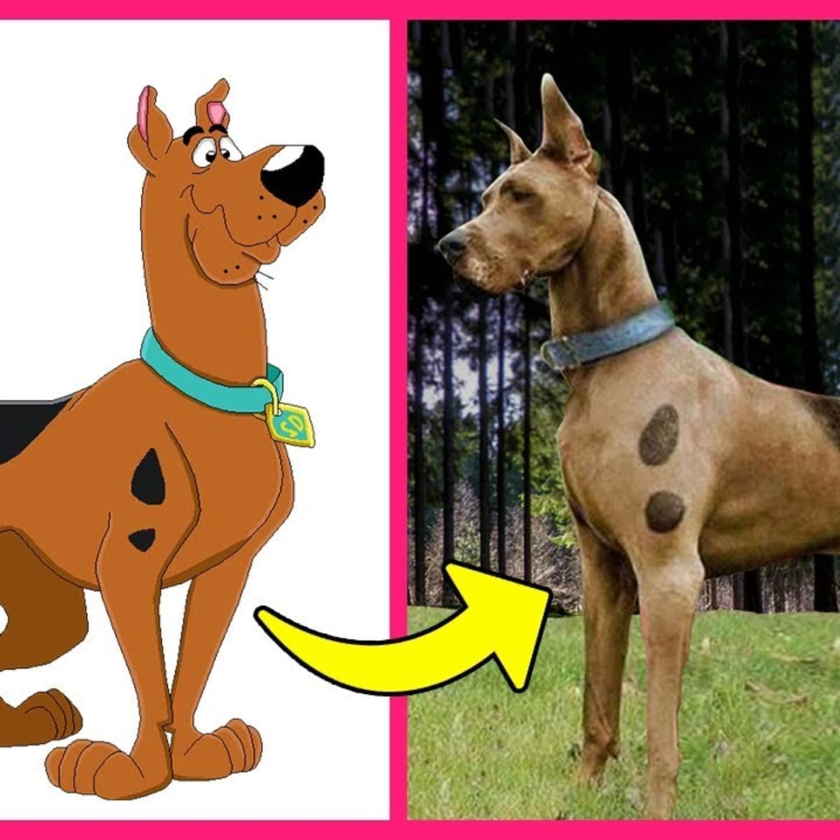 What Breed of Dog is Scooby Doo 