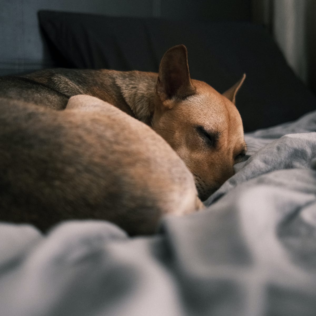 dog health what to do when your dog dies at home