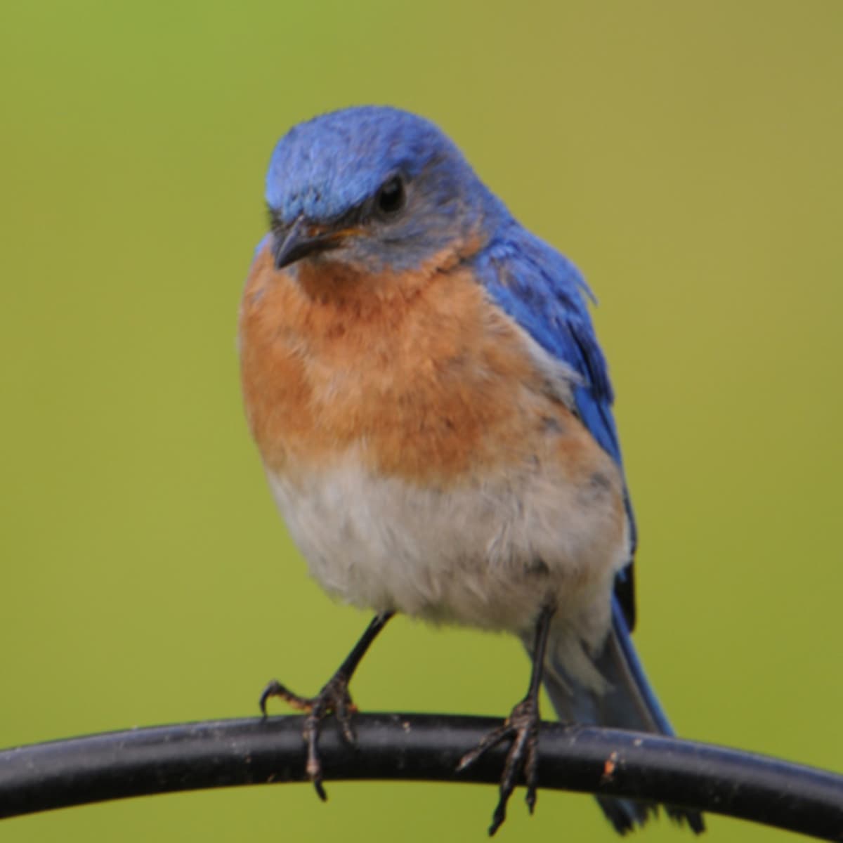 How to Attract Bluebirds