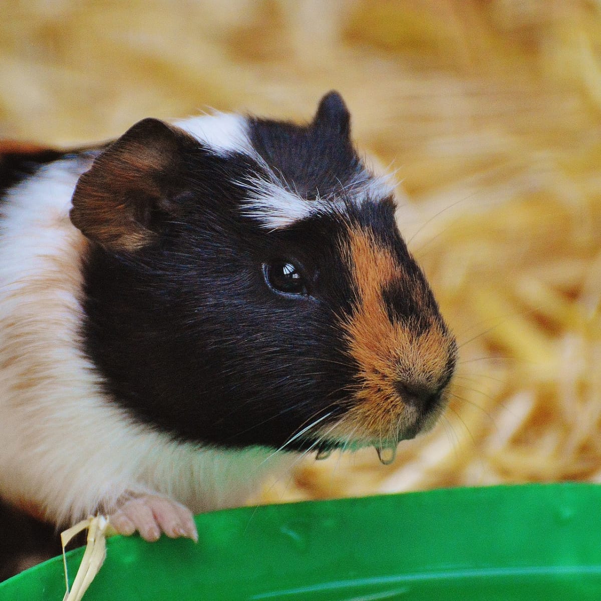 5 Common Mistakes Guinea Pig Owners Make picture