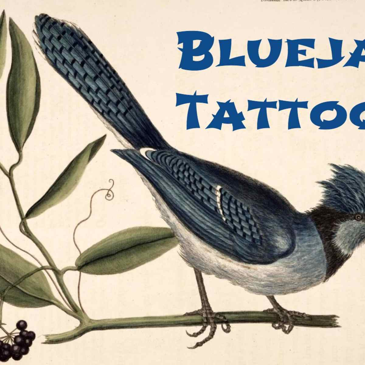 Blue Jay Tattoo Meanings Designs Tatring