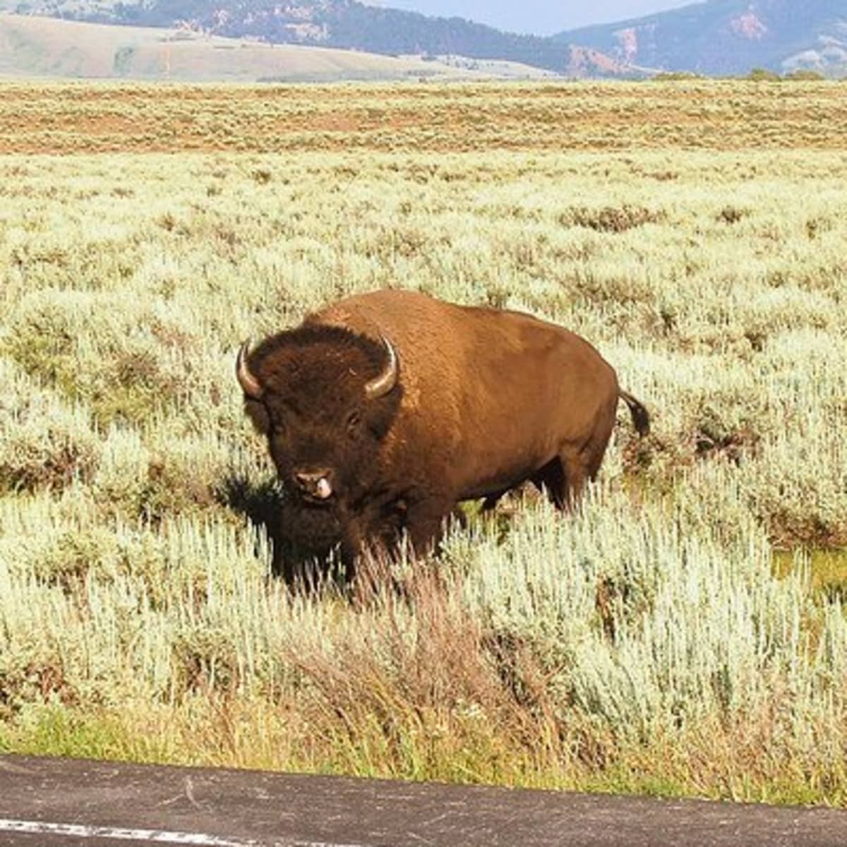 Bison Ranching For Beginners Toughnickel