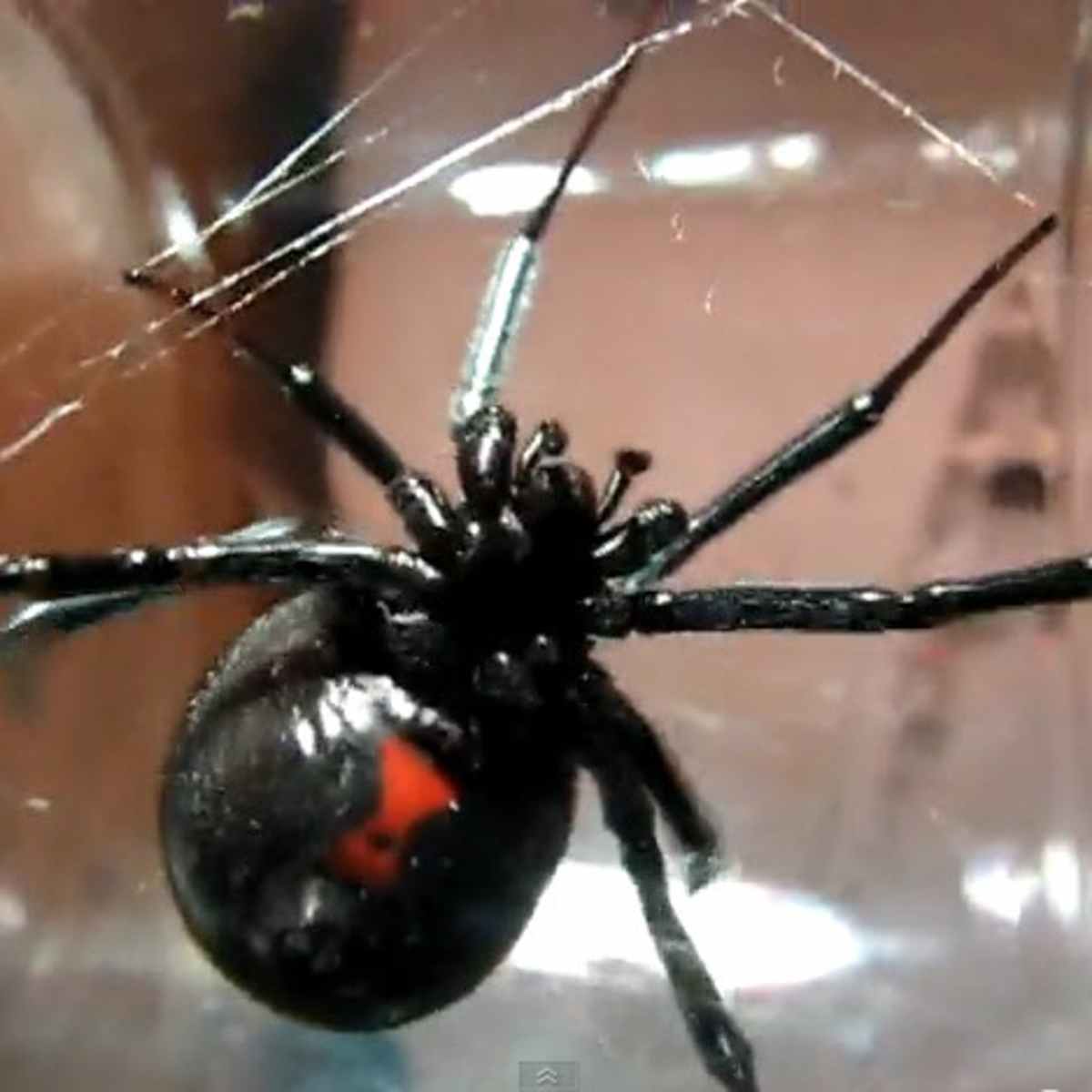The Top Ten List Of The Absolute Best Giant Bug Movies Reelrundown