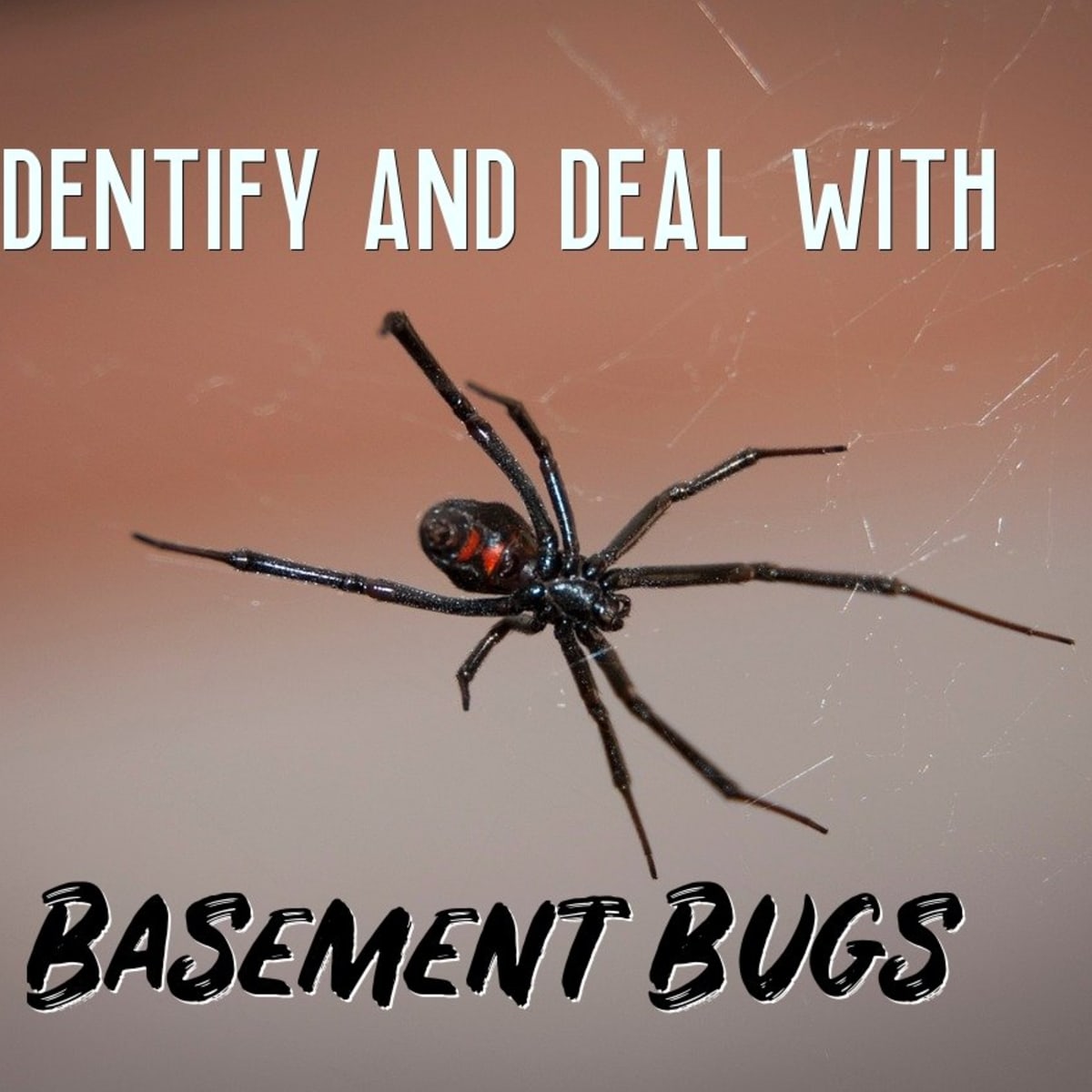 Basement Bugs, How To Get Rid Of Spiders In My Finished Basement