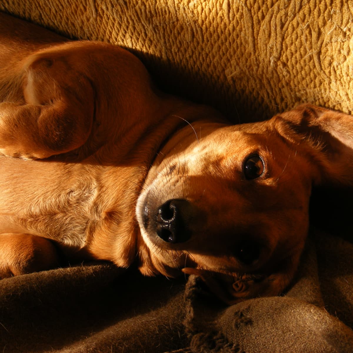 what causes gastroenteritis in dogs