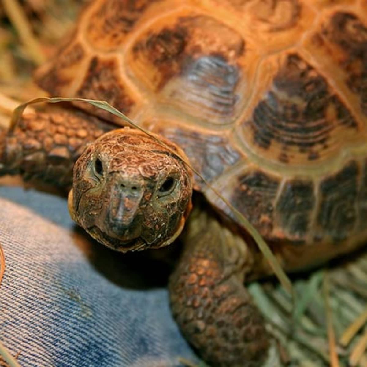 Caring for and Feeding a Russian Tortoise - PetHelpful