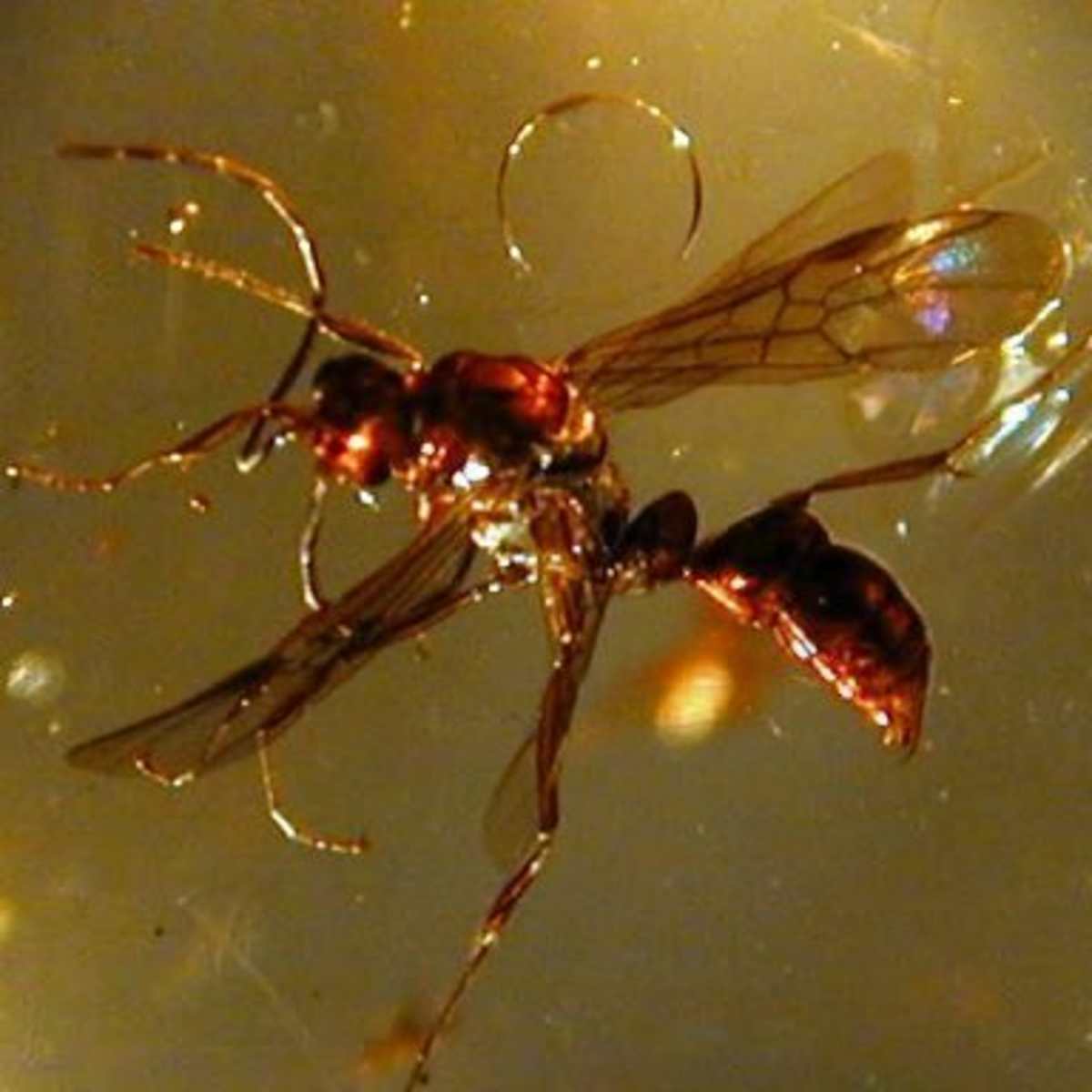 Ants: Their History, Life, and Purpose - Owlcation