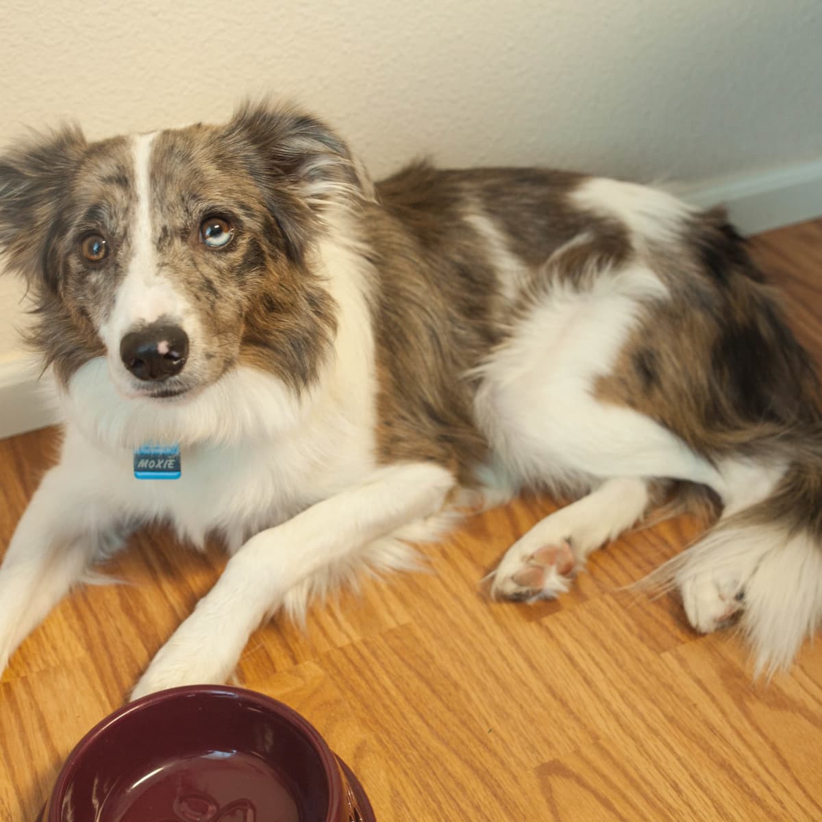 Vet-Approved Home Remedies For Upset Stomachs In Dogs - Pethelpful
