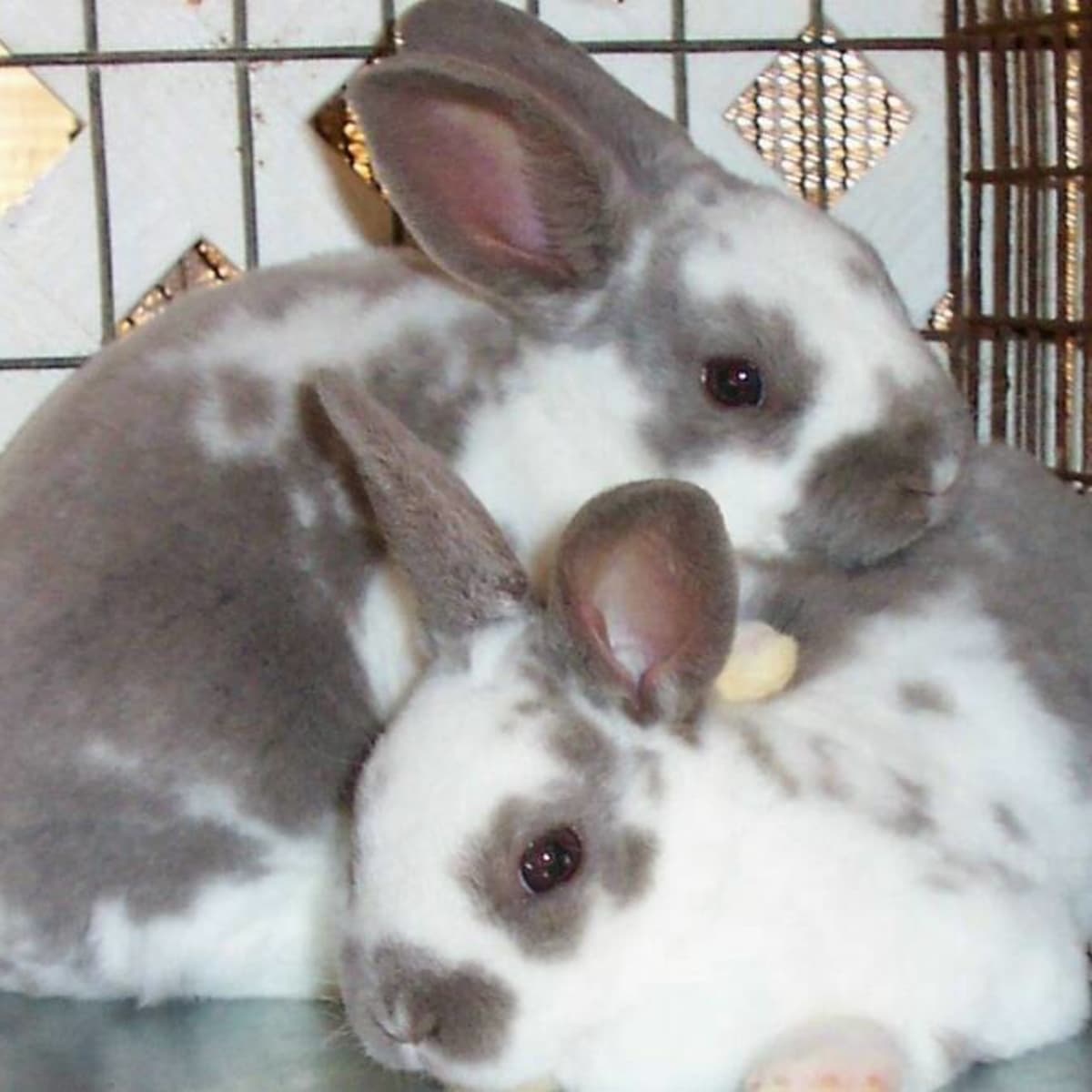 The Rex Rabbit: Bunny Breed Guide - Pethelpful