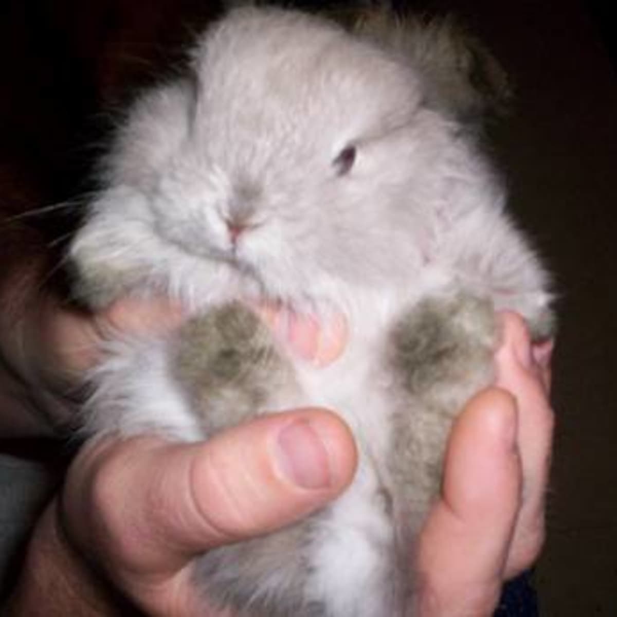 conducir idioma tienda de comestibles Bunny Breed Guide: Jersey Woolly Rabbits - PetHelpful