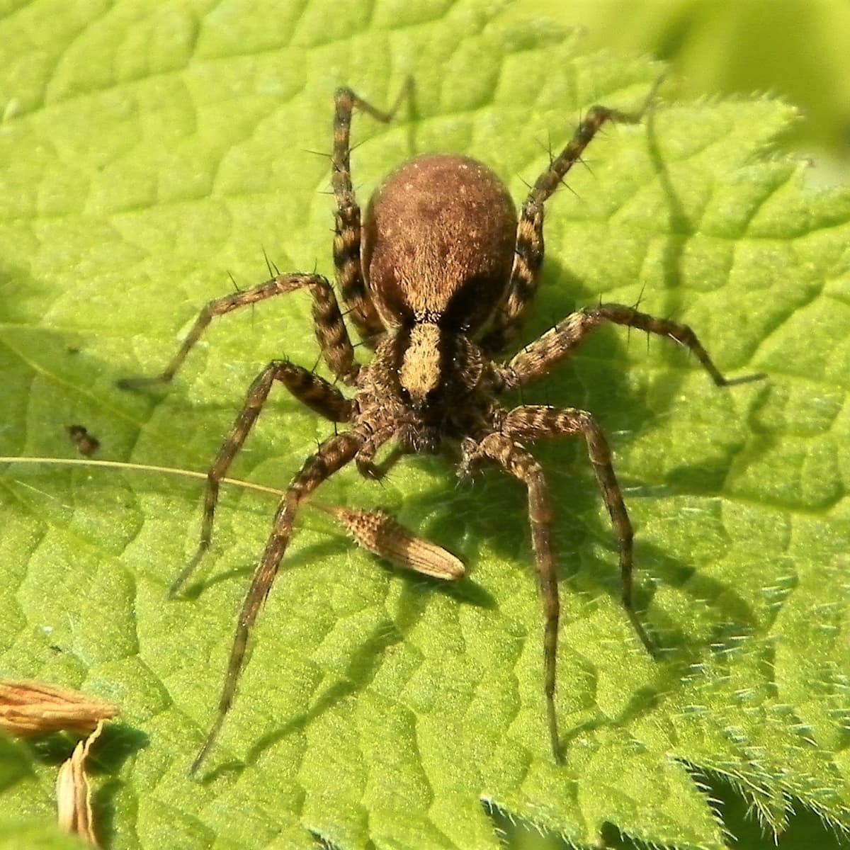 wolf spider pictures and facts